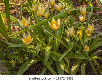 Spring Flowerbed With Flowering Late Tulip (lat. Tulip Dasystemon Tarda Stapf) In Garden