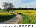 Spring floweredd fields 