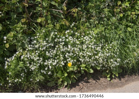 Spring Flowering Addersmeat or Greater Stitchwort (Stellaria holostea) Wildflower Growing on a Roadside Bank in Rural Devon, England, UK