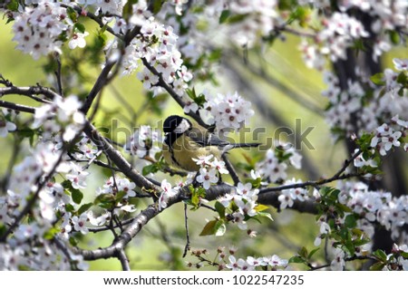 Similar – Image, Stock Photo titmouse spring