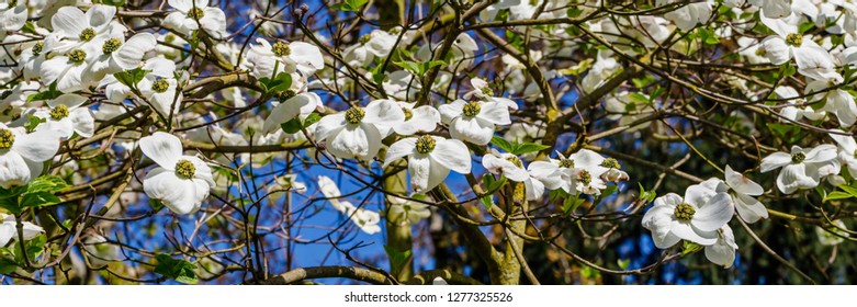 Spring flowering banner background with Cornus Ascona flowers. Inflorescence Pacific dogwood ( Cornus nuttallii )