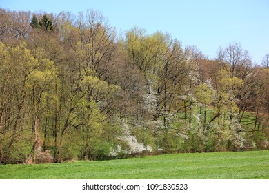 In The Spring Flowering Blackthorn Hedge