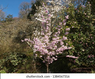 Imagenes Fotos De Stock Y Vectores Sobre Blossom Uk Shutterstock