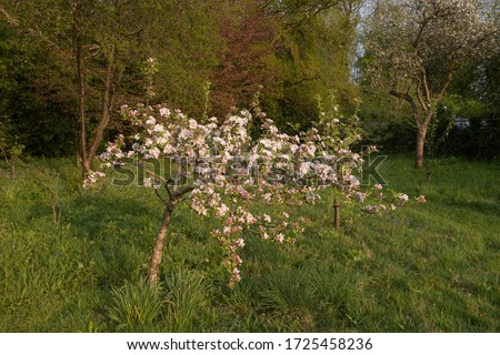 Spring Flowering Blossom on an Apple Tree (Malus domestica 'Sunset') Growing in an Orchard in a Country Cottage Garden in Rural Devon, England, UK