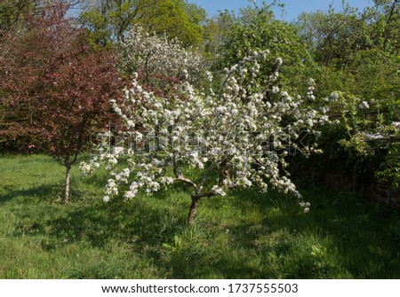Spring Flowering Blossom on an Apple Tree (Malus domestica 'Katy or Katja') Growing in an Orchard in a Country Cottage Garden in Rural Devon, England, UK