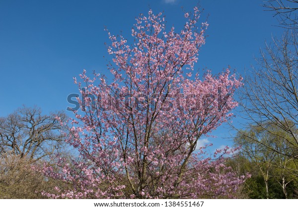 Spring Flowering Blossom Sargents Cherry Tree Stock Photo Edit