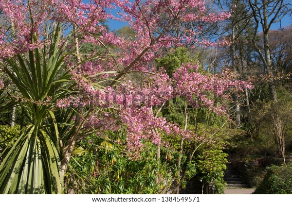 Spring Flowering Blossom Winter Flowering Cherry Stock Photo Edit Now