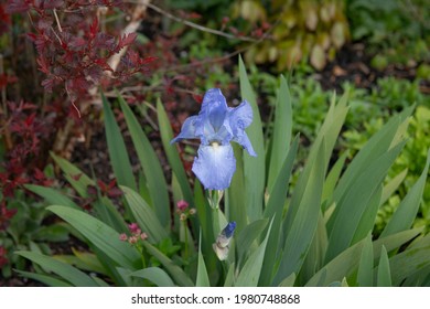 Spring Flowering Blue Flower Head of a Bearded Iris Plant (Iris 'Jane Phillip's) Growing in a Herbaceous Border in a Garden in Rural Devon, England, UK