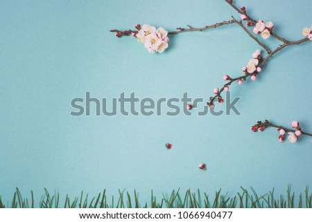 Spring flowering branch of a plum tree and grass on a blue background. View from above.