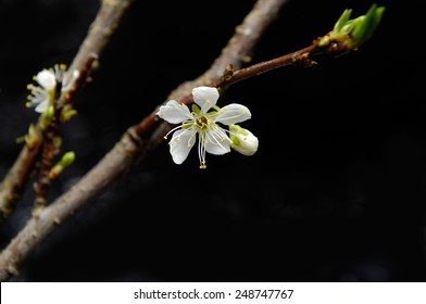 Spring flowering branches  - Powered by Shutterstock