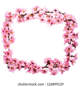 Spring flowering branches, pink flowers, no leaves, blossoms Almond
 frame isolated on white background.