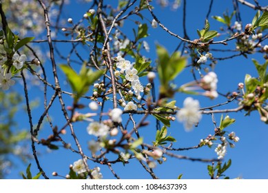 Spring flowering branches, white flowers, blossoms Cherry isolated on blue sky, landscape background