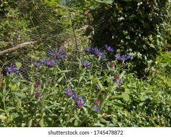 Perennial Centaury High Res Stock Images Shutterstock