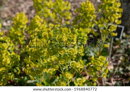 Spring Flowering Bright Yellow Flower Head of a Wood Spurge or Mrs Robb's Bonnet Plant (Euphorbia amygdaloides var. robbiae)  Growing in a Garden in Rural Devon, England, UK