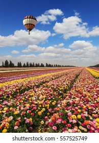 Spring Flowering Buttercups. Great Multi-colored Balloon Flies Over Flower Field. Flower Kibbutz Near Gaza Strip