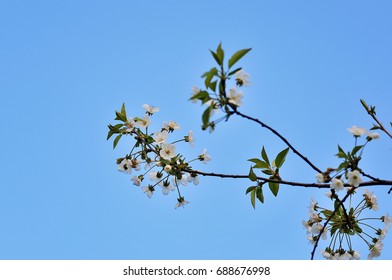 Spring flowering cherry, white flowers close-up - Shutterstock ID 688676998