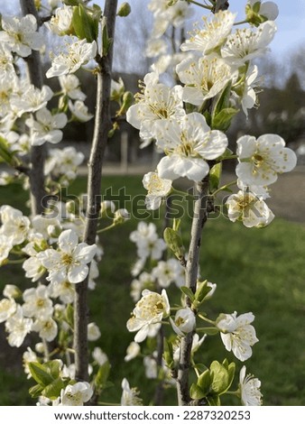 spring flowering columnar plum tree