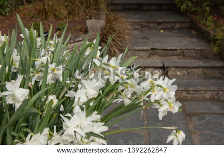 Spring Flowering Daffodils (Narcissus 'Thalia') in a Country Cottage Garden in Rural Devon, England, UK