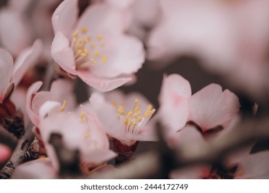 Spring flowering of a fruit tree of a delicate pink color close-up