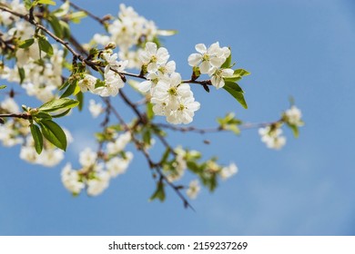 Spring flowering of fruit trees. Photo of beautiful white flowers on a tree in early spring against a blue sky background. Beautiful spring background. Selective focus. - Powered by Shutterstock