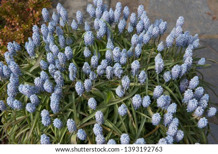 Spring Flowering Grape Hyacinth (Muscari armeniacum 'Valerie Finnis') in a Vintage Stone Urn on a Terrace in a Country Cottage Garden in Rural Devon, England, UK