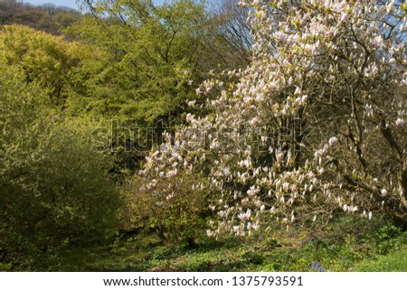 Spring Flowering Magnolia Tree on a Grassy Bank in a Woodland Garden in Rural Devon, England, UK