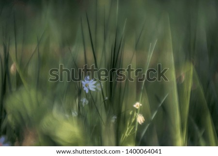 Similar – Butterblumen und Ehrenpreis