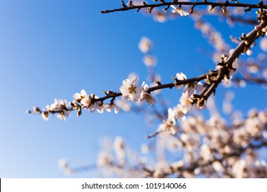 Spring, flowering and nature concept - beautiful almond flowers - Shutterstock ID 1019140066