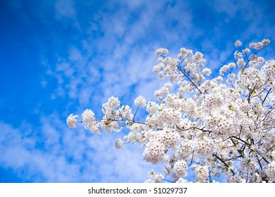 spring flowering on a blue cloudy sky