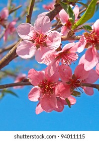 Spring Flowering Peach Tree In The Garden