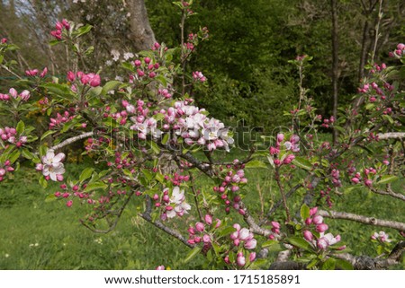 Spring Flowering Pink Blossom on an Apple Tree (Malus domestica) in an Orchard in Rural Devon, England, UK