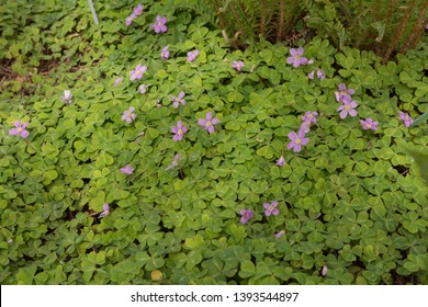 Redwood Sorrel High Res Stock Images Shutterstock