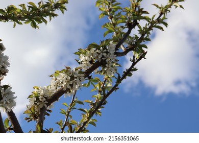 spring flowering tree branches in white flowers