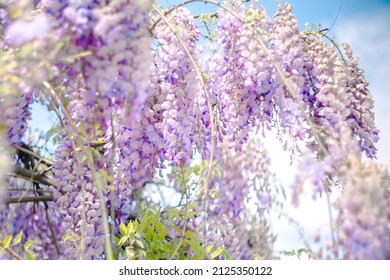 水彩 紫藤花 Stock Photos Images Photography Shutterstock