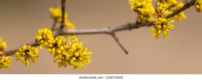 Spring Flowering Tree. Yellow Flowers On The Branches. Shallow Depth Of Field.