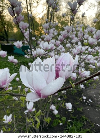 Spring flowering trees, blossom flowers