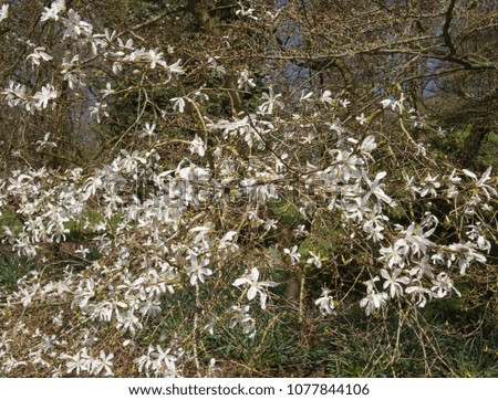 Spring Flowering White Magnolia in a Woodland Landscape Setting in a Country Cottage Garden in Rural Devon, England, UK