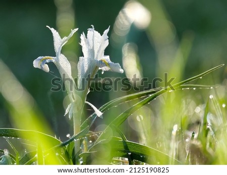 Spring flowering of a wild plant Juno Palestinian (lat. - Iris palaestina)