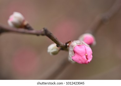the spring flowers