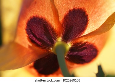 spring and flowers
