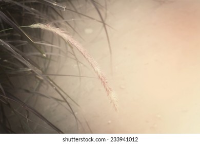 spring flowers