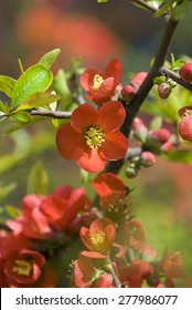 spring flowers