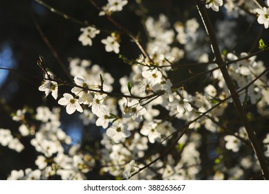 Spring flowers