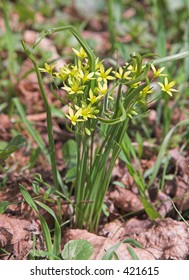 Spring flowers