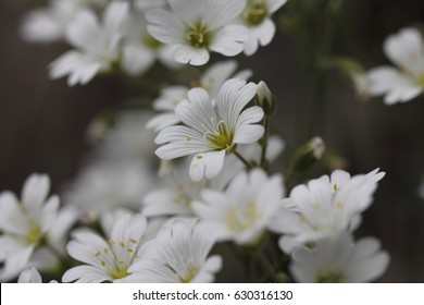 spring flowers