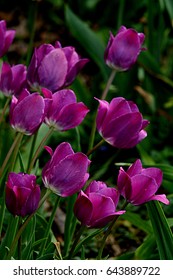 spring flowers