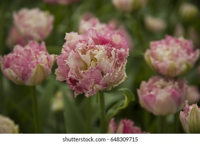 spring flowers