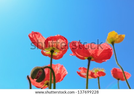 Similar – Rote Mohnblumen und Mohnknospen vor blauem Himmel