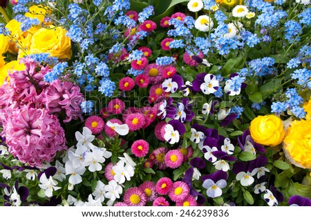 Spring flowers
