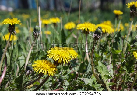 spring flowers